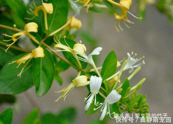 金银花和山银花的区别，认识一下，根据需要，可以区分就好