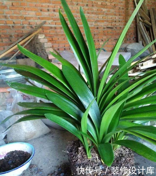 怎样让君子兰多开花?做好1件事,一盆10枝花