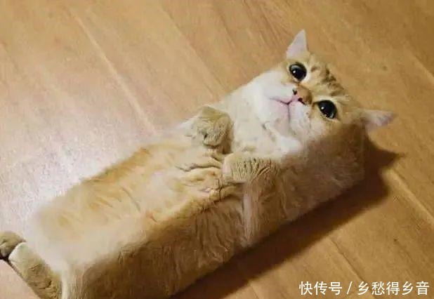 烘焙界最亲民的小甜品,拯救新手小白的自信心,仔细看完你就会做