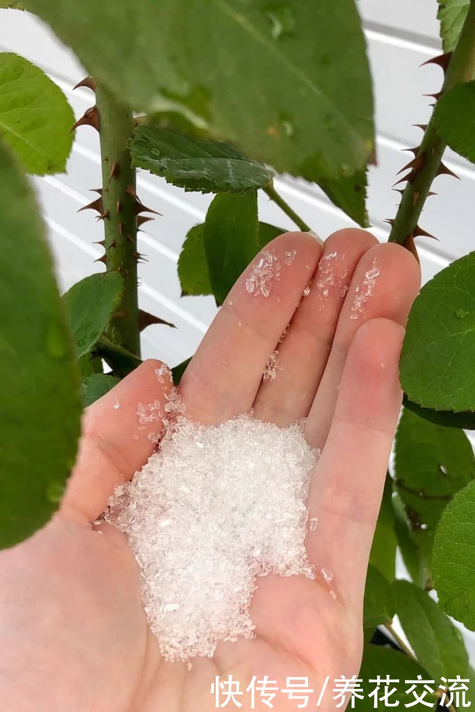 养花时分清植物缺乏哪种肥料，黄叶及时用这种肥，快速恢复翠绿