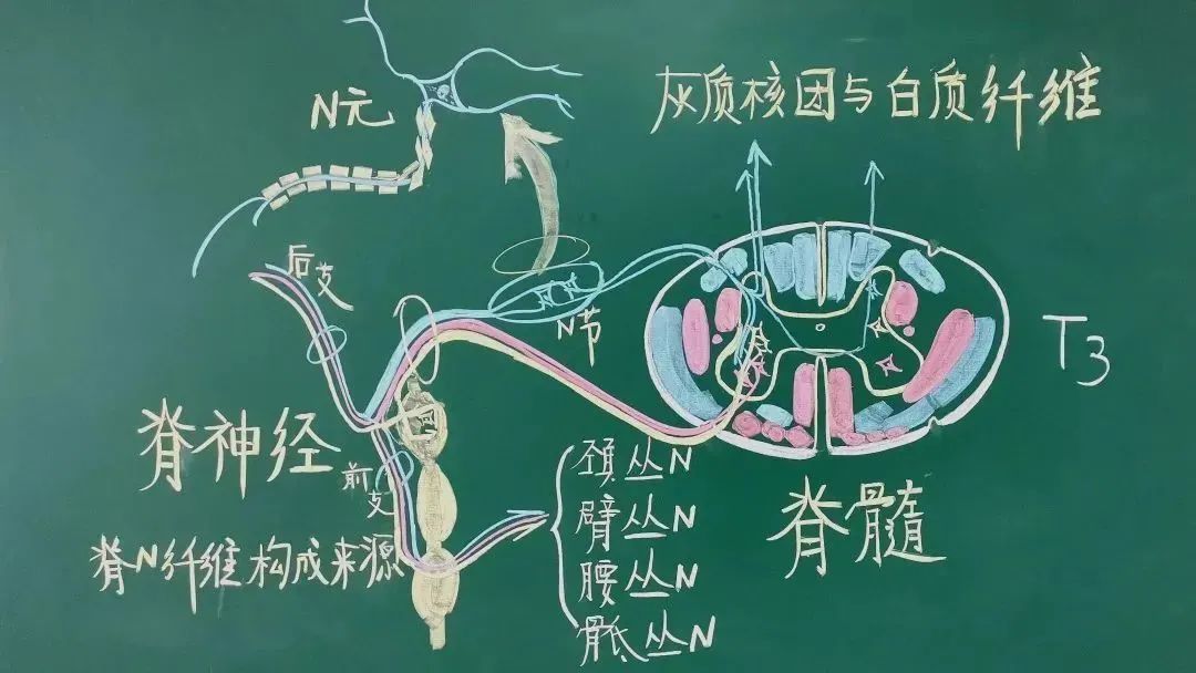 手绘|绝了！浙江一大学老师手绘的人体解剖图如艺术品