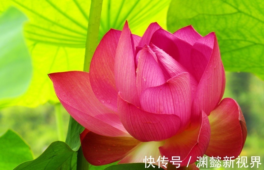 生肖|善于“伪装”的三个生肖女,外表坚强内心脆弱,白天微笑晚上舔伤