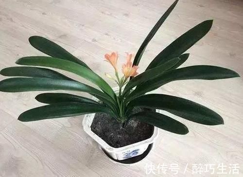 花草|坚持好习惯,做人能成功,养花则能嗖嗖开个不停,一茬接着一茬