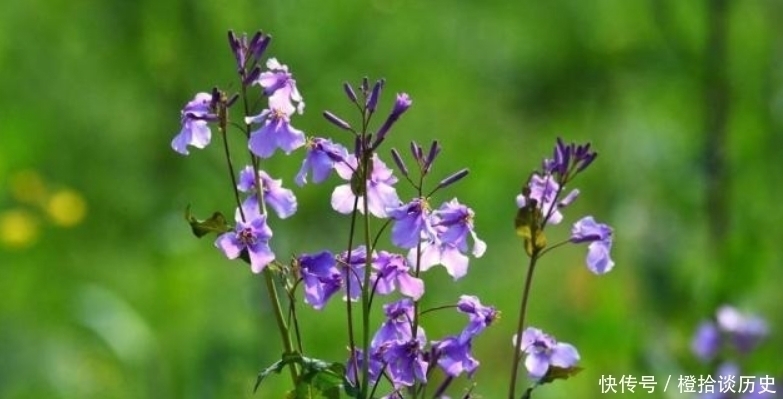 范成大|范成大最经典的一首诗，更是惊艳了世人800年，成为了千古名篇