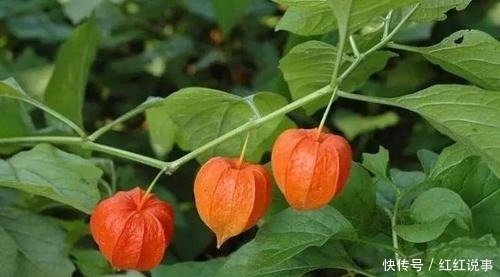 果实|小时候常吃的8种野果,吃过5种就服你,全吃过的人不多!