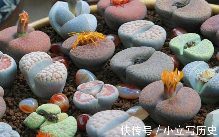 3款高颜值多肉，大部分人都后悔入手，图片好看，养起来很坑