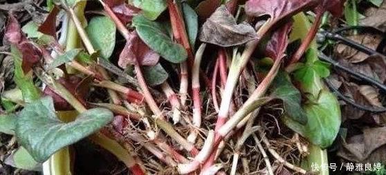 吃法|这3种野菜清肝明目效果好,营养价值高,天然解毒,让身体减负担