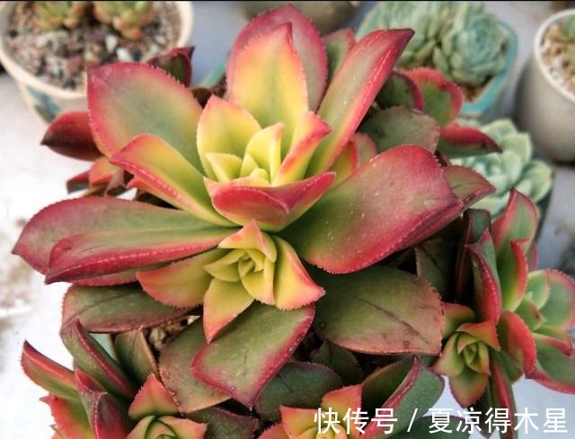 艳如春华,灿若日辉,掌握这几种技巧,你的艳日辉也能这样美!