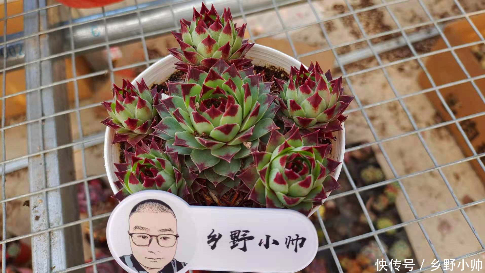 怎样养好小苗,做好以下3点,颜色即漂亮状态也美