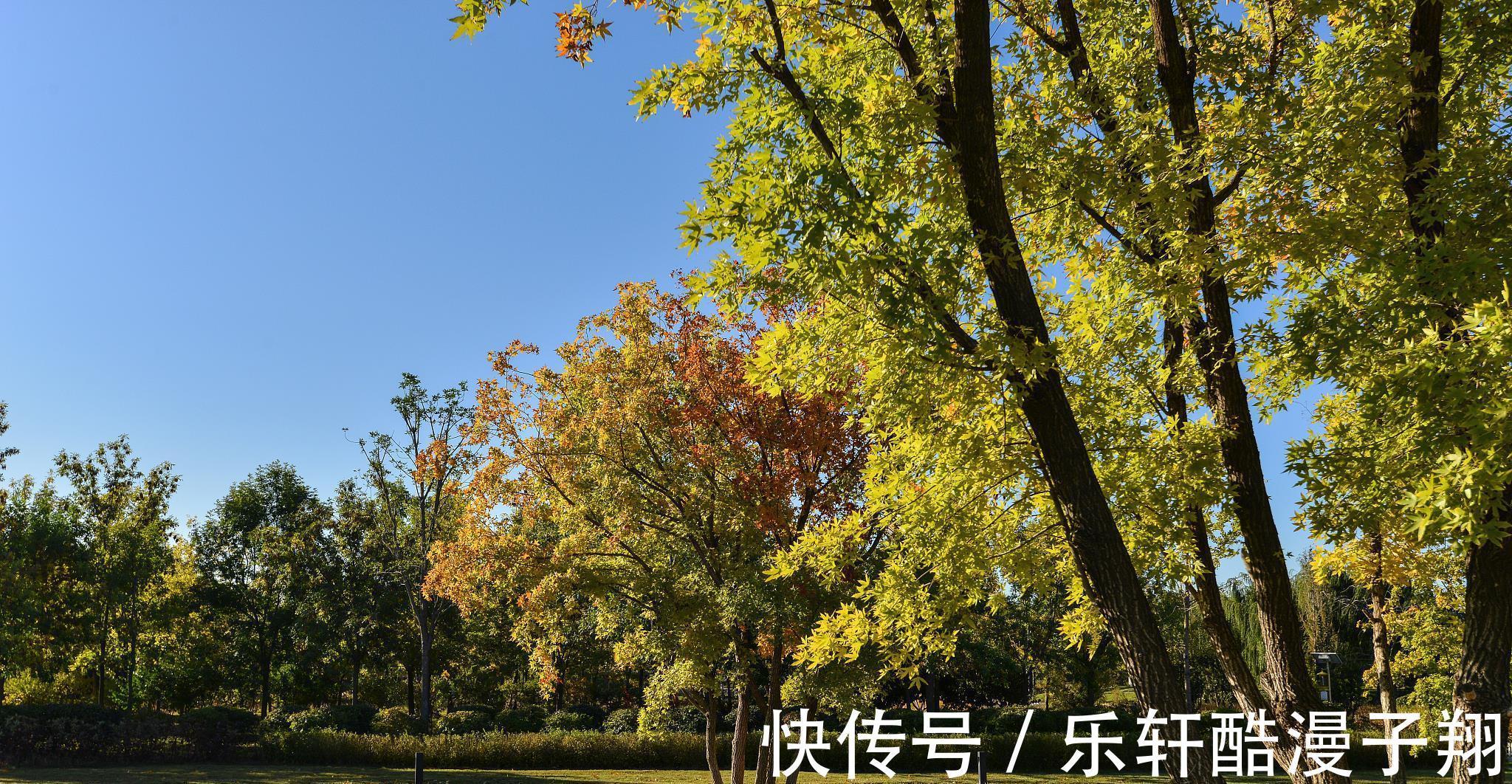 银耳汤|明天出伏秋意浓，记得吃“碱菜，酸果，润茶”，应季而食才平安