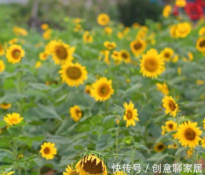 花海公园|打造花海很简单,种子撒下去就成,福州几个地方四季都是花海