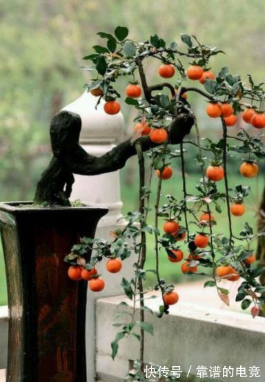 小叶|5种富贵花,越养越值钱,家门口养一盆,长成“传家宝”