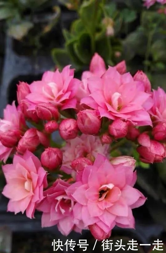 45种长寿花,个个都美爆了,你家养了多少种?