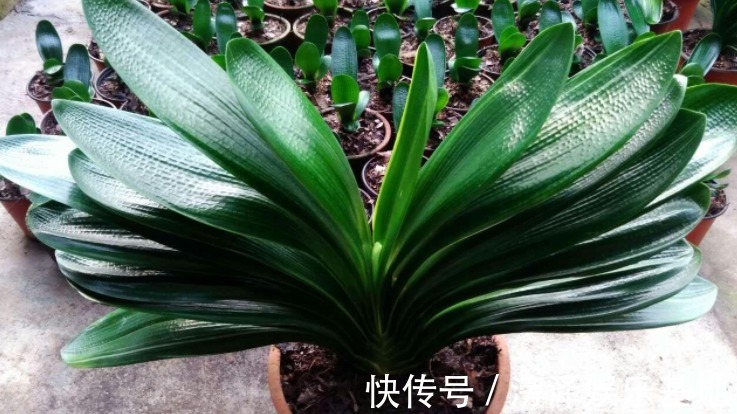 生长期|君子兰进入生长期,春天做好“3足”,新叶长得多,整齐又油亮