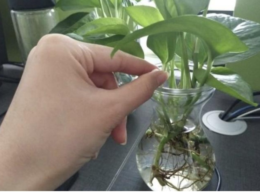 水杨酸|5种“生根水”,家家都有,不花1分钱,扦插花卉“7天”生白根