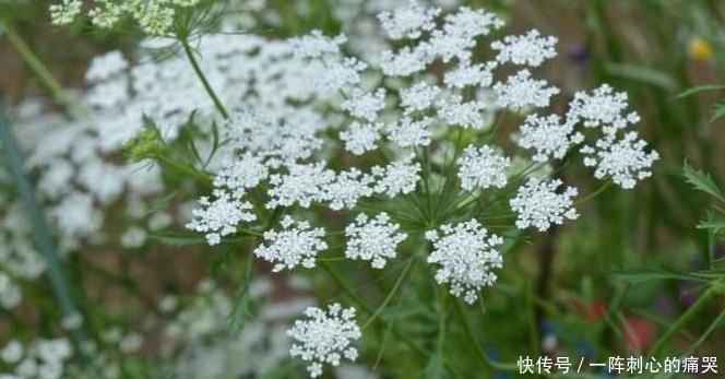 和野胡萝卜长的一样的野草，是祛湿，解毒，止痒、癣症的克星