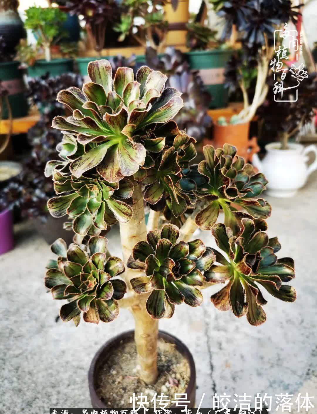 广东的冬天是多肉的春天,时间是最好的魔法师!