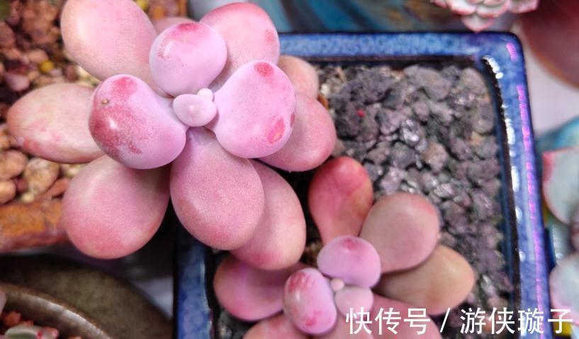 冬日养多肉,怎么防治黑腐病?王大爷:紧抓这3项工作