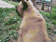 |搞笑GIF:我是去健身的,不是去看教练的!