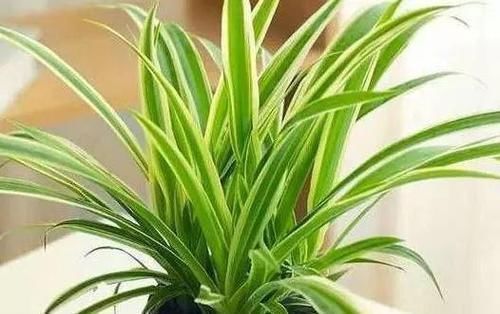 厨房|3种植物特能吸油烟,厨房养盆栽,怎能少得了“它们”