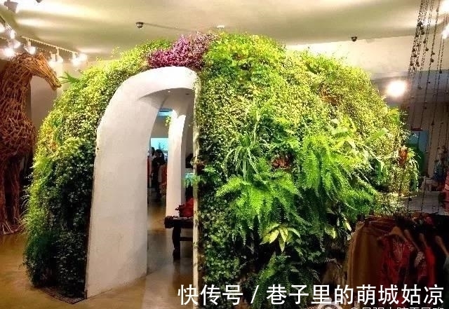 王昱珩|被《人民日报》表扬,1000万姑娘都想嫁,他将家变成热带雨林