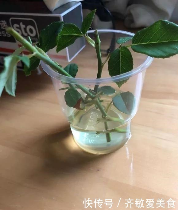 水杨酸|生根剂不用买,用家家都有的“小东西”,2分钟就能制出来