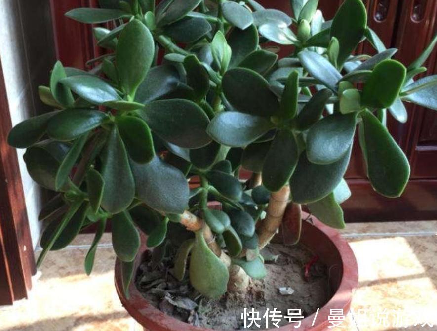 冬天养玉树，想盆栽叶绿茂盛，除了掐枝，还需抓住这几个关键点