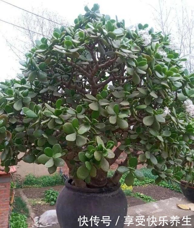 8种镇宅花,窗户边养一棵,霸气又镇宅!