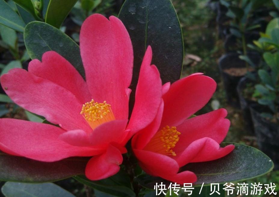 开花时间超长的四季茶花,经常黄叶掉叶,可能有2个原因