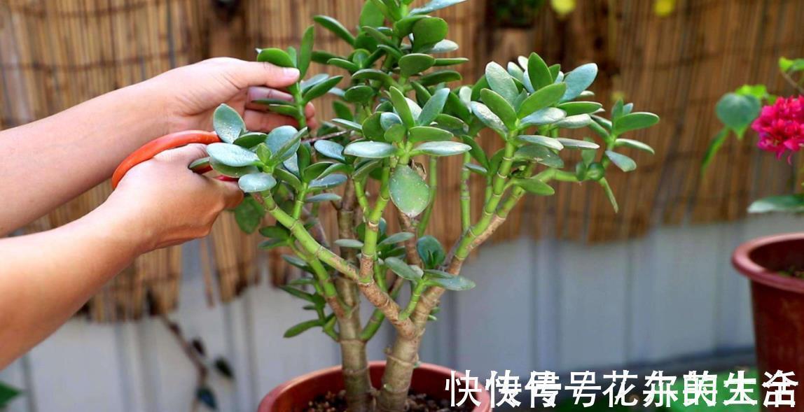 修剪|花卉养不活?5个坏习惯在作祟,不戒掉啥花都养不好,你中了几条