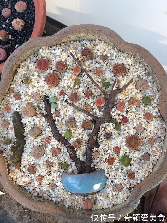 拼盘|多肉拼盘玩一次就上瘾,这些创意拼法,你一定喜欢