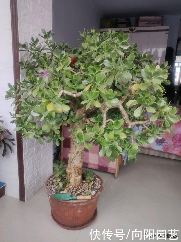 多肉|玉树，吸财树，两种多肉，你喜欢哪种？玉树最好，长得最快