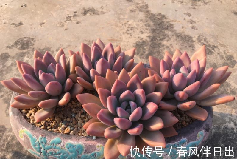 多肉植物|不容错过的4款多肉,每一种都胖乎乎上色美,一次养10盆不嫌多