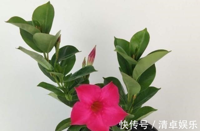 养花怕养不好就选三种花,有土有水就行,随手一养就爆盆!