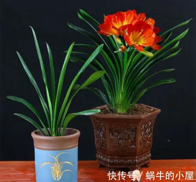 百合花|5种花适合“穷养”，小盆挤一挤，浇水懒一些，反而长势好