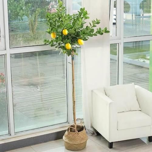 想让家里“病菌”少，就养五种植物，漂亮又好养！