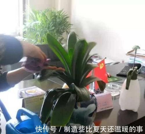 土壤|越来越多的养花人,用“它”来浇花,实用、啥都能养活