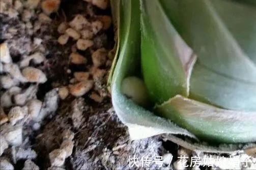 根顶叶|君子兰出现“根顶叶”现象,要及时发现,及时处理,否则危害大