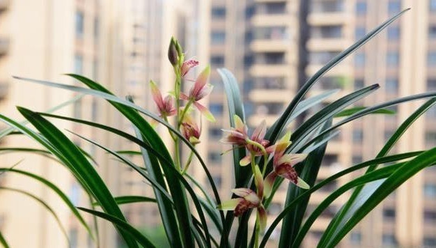 老花农养兰花,用3种植料,兰花不烂根,芽蹭蹭冒,花呼呼开