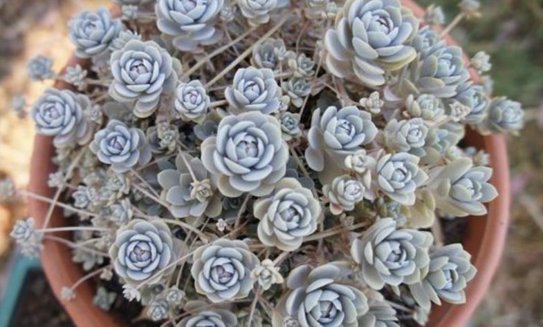 盘点5款耐寒多肉,冬天冻一冻长势旺,颜色艳丽惹人爱,适合新手