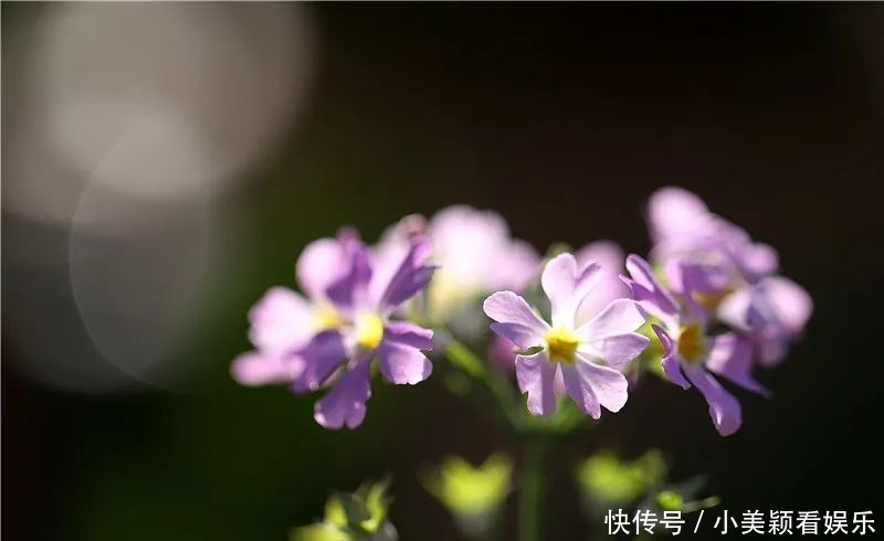 一条街|春城春意浓，西山区赏花正当时