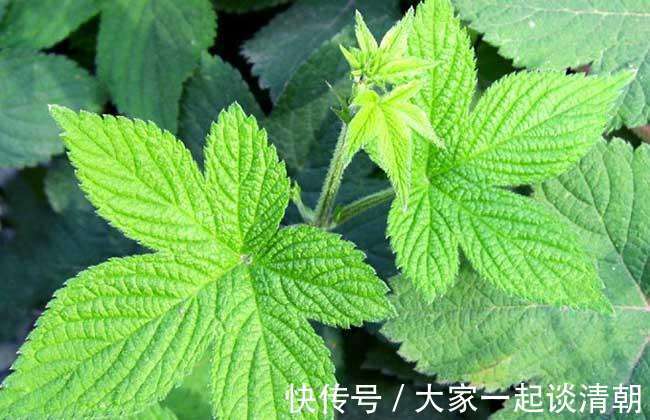 葎草|天气干燥，上火咳嗽痰多不妨用此草泡水，止咳润痰，嗓子不痒了