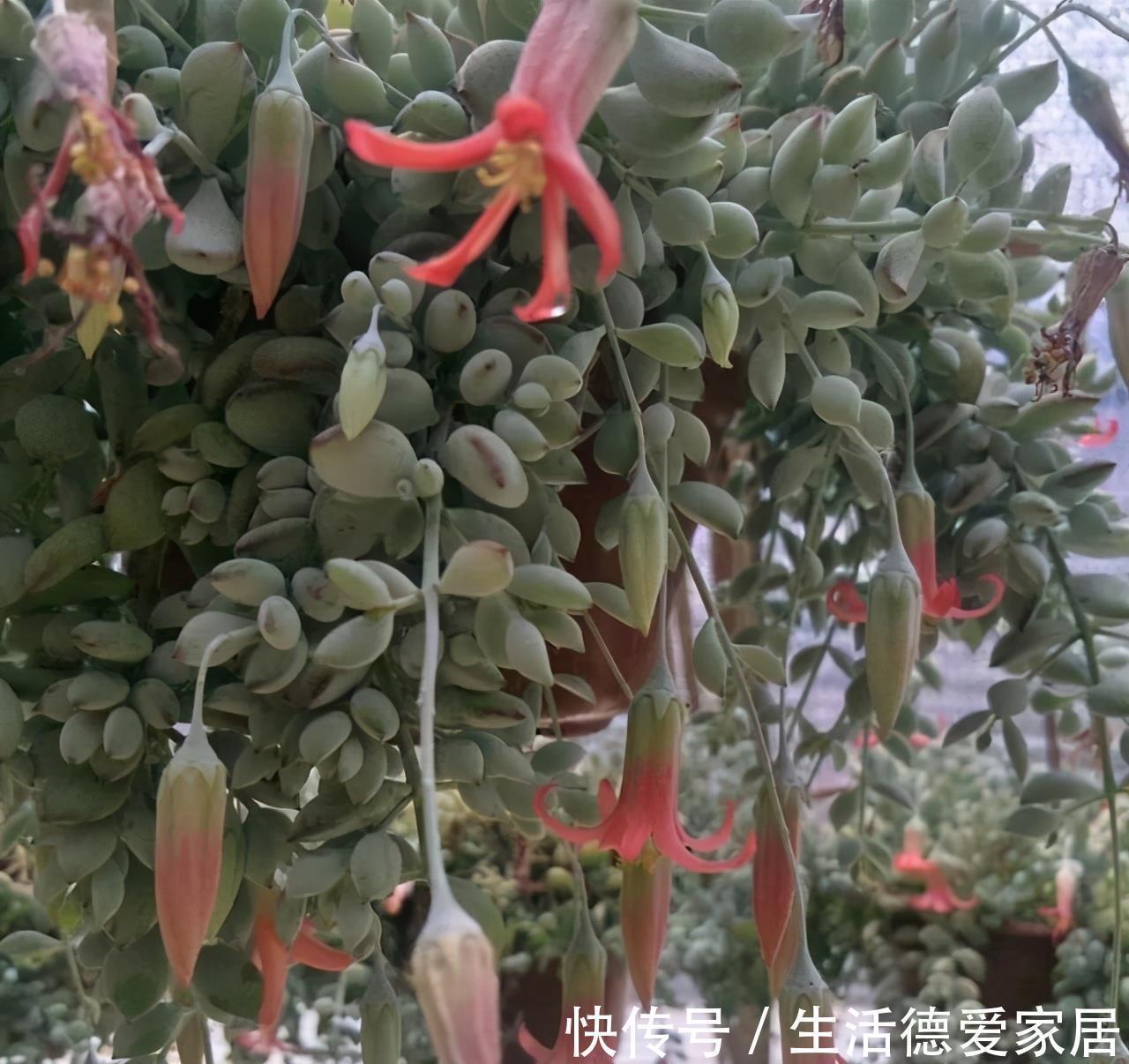 福娘系多肉中非常经典的2个品种,一个有香味一个叶片肥,值得养