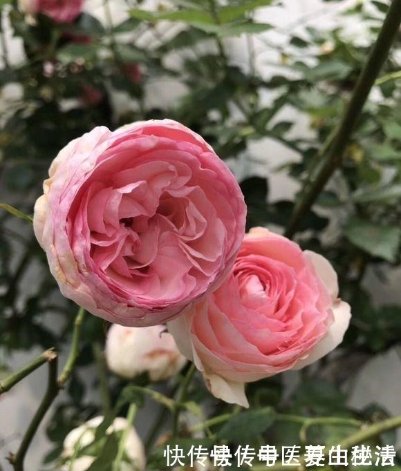 枝条|家庭月季花“剪枝”有窍门,定期修剪枝条,开花才会越开越多!