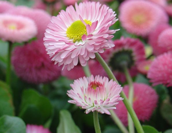 4种花养在家里，一整年都有好运气，开花漂亮财运来，一养就上瘾