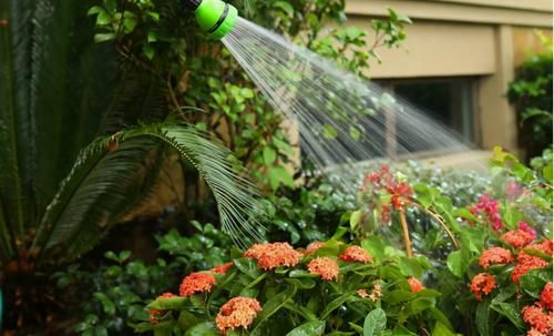 养花有“4要求”,不懂得的人,别再说自己会养花了