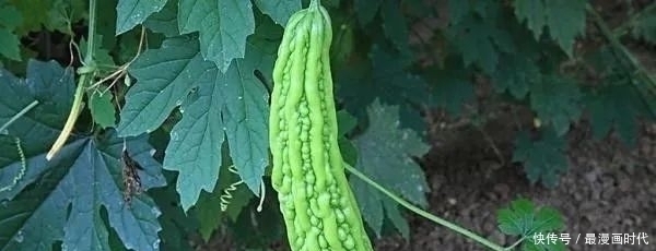 子宫光滑的女人,一般爱吃4种食物,若你也喜欢,子宫应该也不错