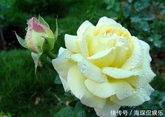 一种心情|注意这两点,月季扦插不烂根,长势特别茂盛,萌新涨姿势