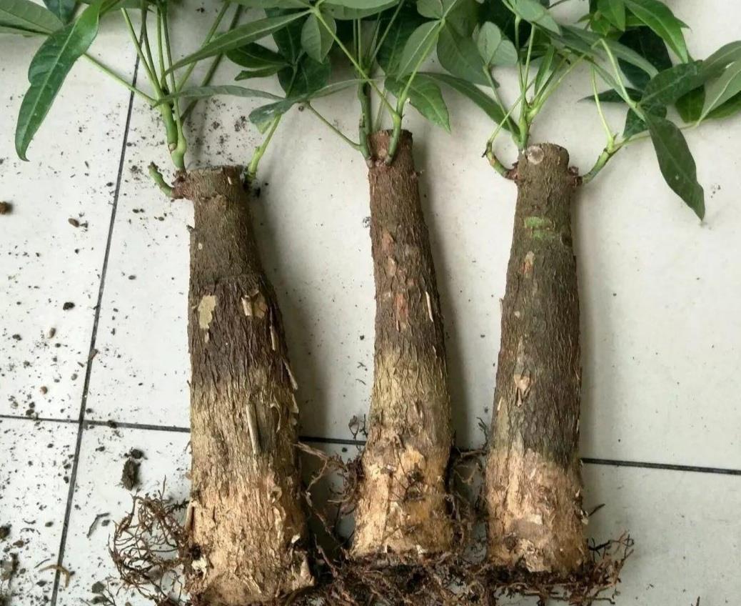发财树烂根不要扔,给它做3件事,重新长出新根