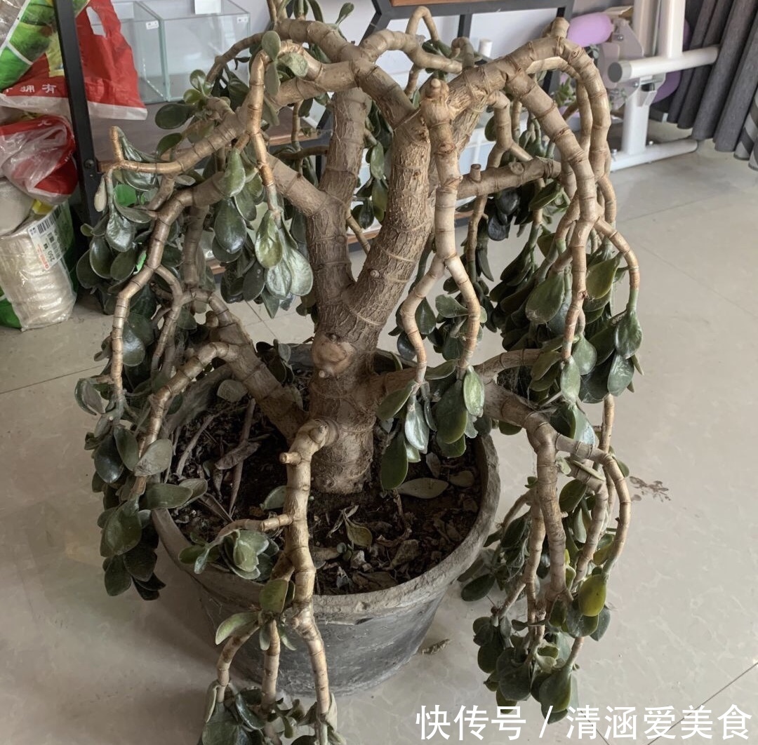 八抓鱼|养了5年玉树，1晚上冻成“八抓鱼”，枝干发软、没救了